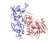 Fig. 3: A-B protein toxin ricin (2AAI.pdb). B-chain blue ribbon with bound carbohydrates, A-chain red ribbon.