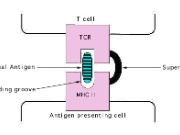 Fig 3: As a bifunctional molecule, superantigens bond simultaneously with the receptor sites of Class II MHC molecules in the cell containing antigens and with the T-cell receptors (TCR). Source: http://bioinfo.bact.wisc.edu/ themicrobialworld/staph.html