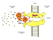 Fig. 2: Model of how PSP toxins bind to the surface of excitable nerve cell membranes